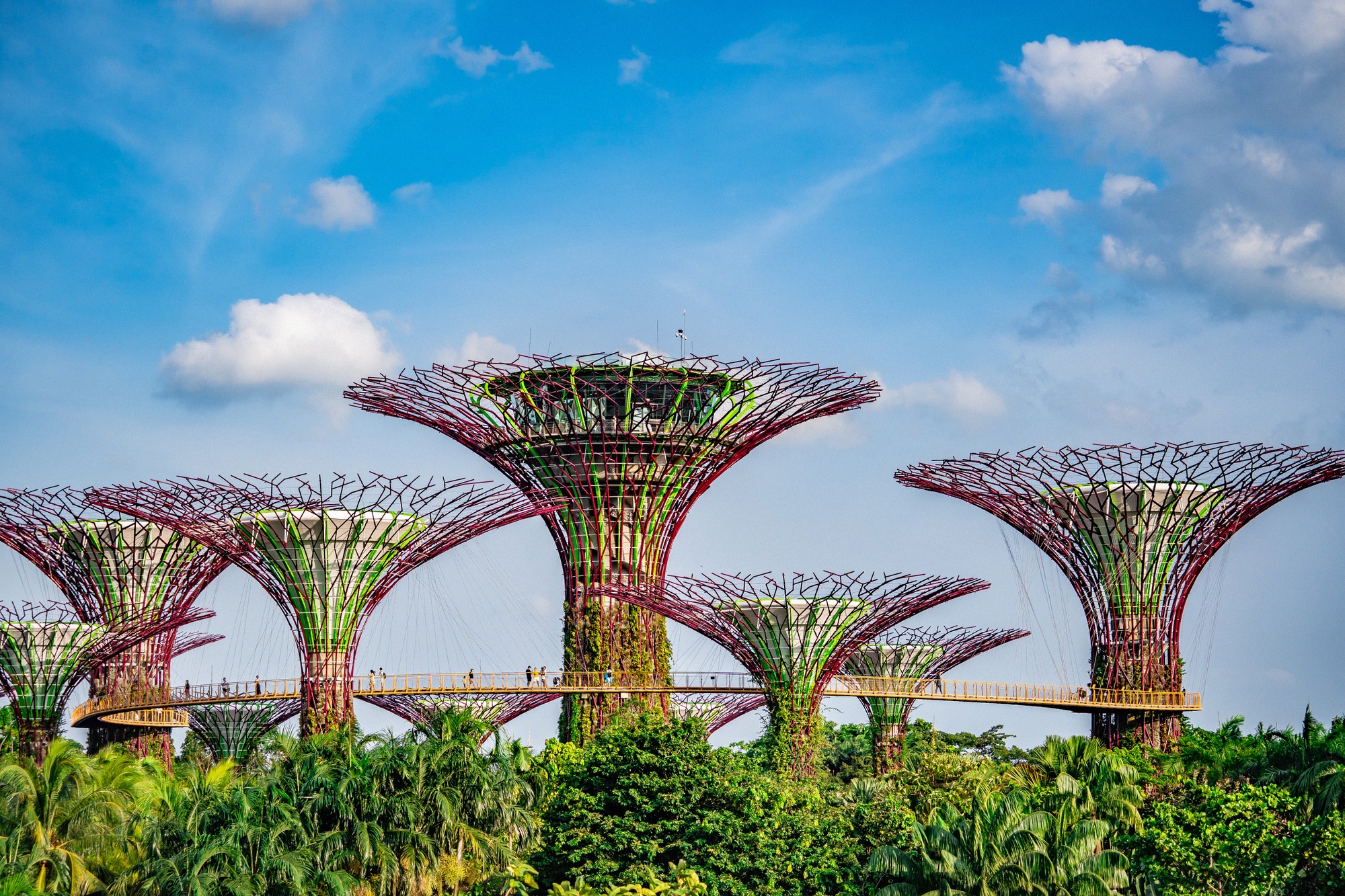 Supertree Grove Singaporen Gardens by the Bayssä, kasveilla peitetyt teräspuut ja niiden välinen Skywalk sinisen taivaan alla.