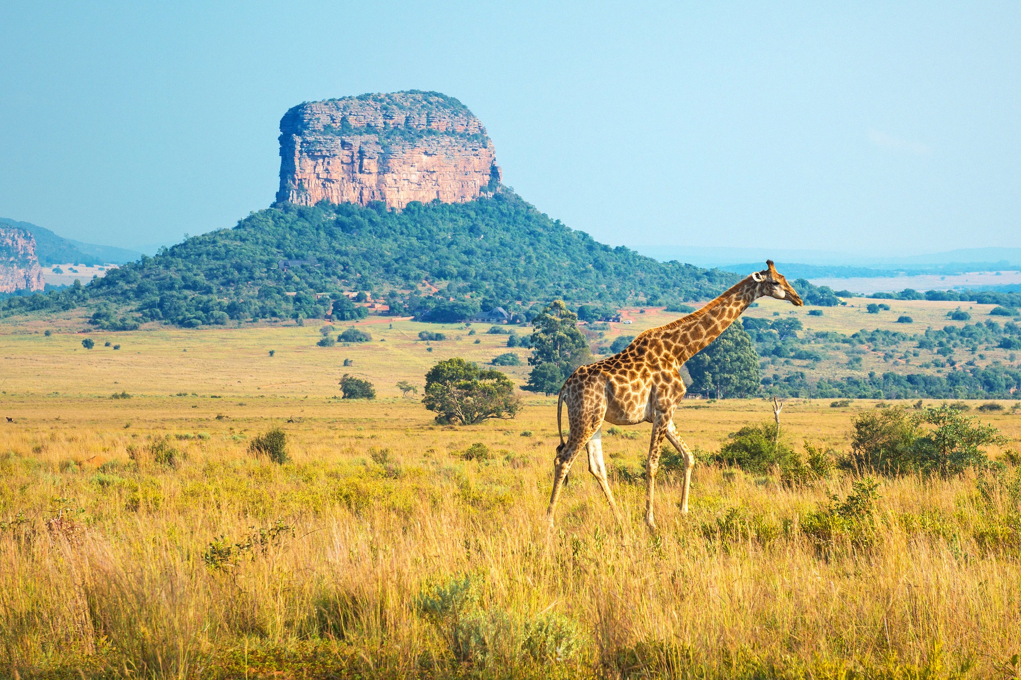 Kirahvi afrikkalaisella savannilla Entabenin safarialueella Limpopon provinssissa, Etelä-Afrikassa, näkyvä Pöytävuoren muodostelma taustalla.