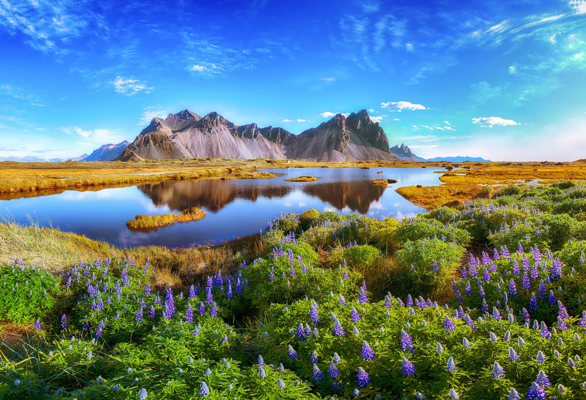 Dramaattinen Islanti-panoraama Stokksnesin niemellä: sahalaitainen Vestrahorn-vuori heijastuu lammikossa kukkivien lupiinien keskellä.