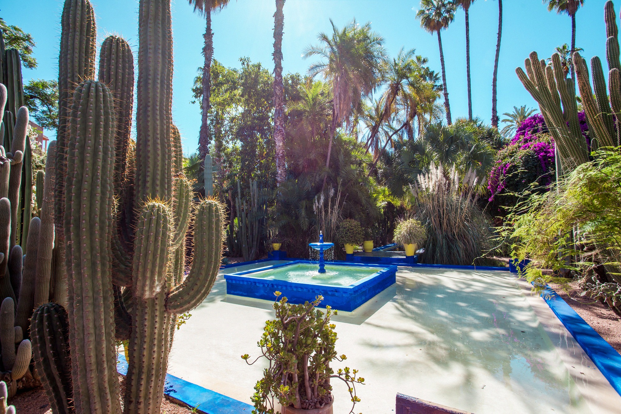 Kobolttisininen vesiallas Jardin Majorellessa Marrakechissa, ympärillä korkeita kaktuksia, palmuja ja bougainvilleaa.